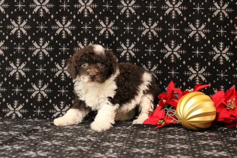 puppy, for, sale, Toy Poodle, Matthew B. Stoltzfus, dog, breeder, Gap, PA, dog-breeder, puppy-for-sale, forsale, nearby, find, puppyfind, locator, puppylocator, aca